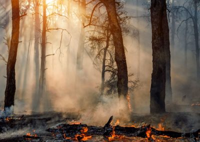 trees burning in forest
