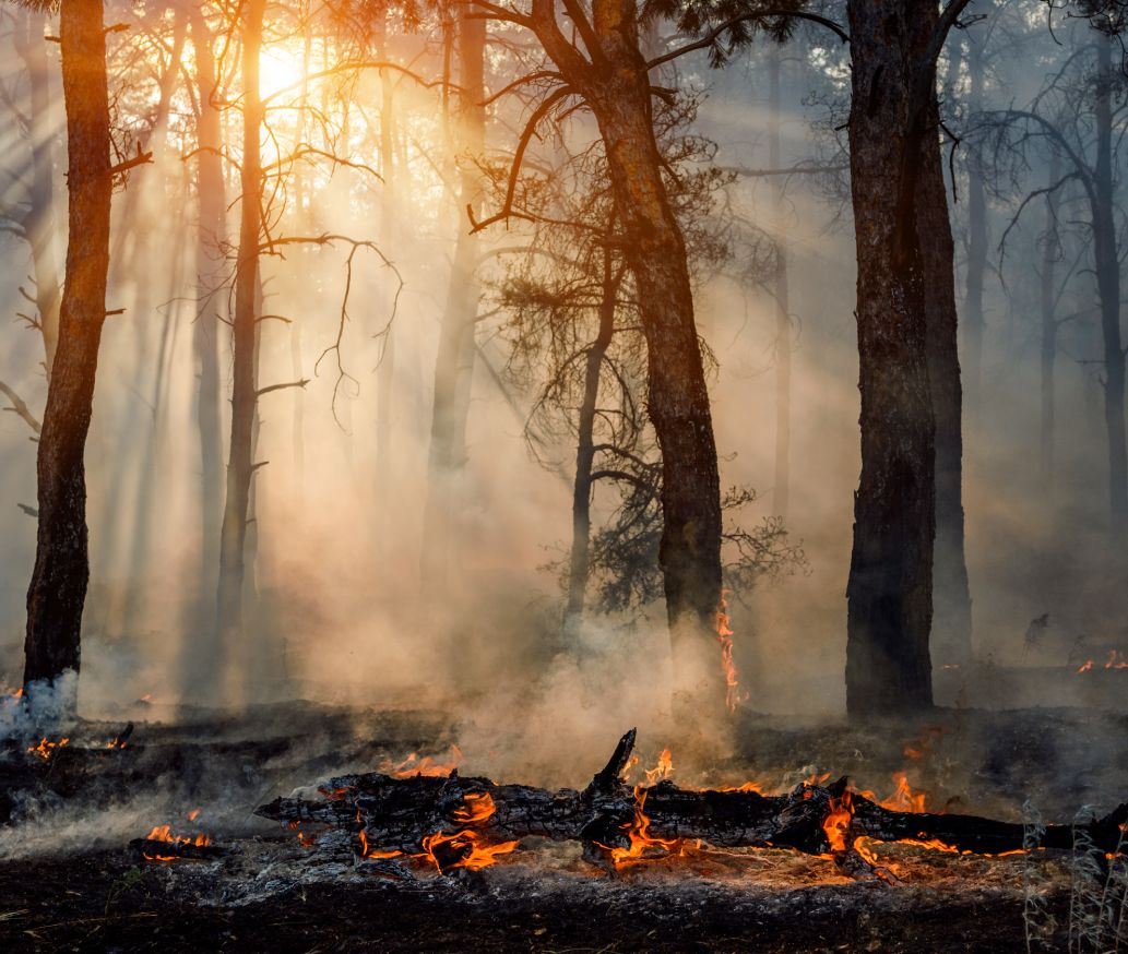 trees burning in forest